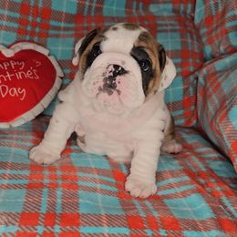 Bulldog Puppies from Illinois Bullies Kennel