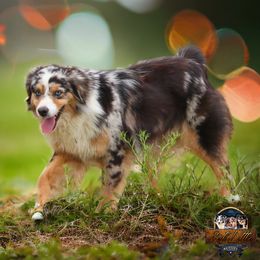 Colt - Toy Australian Shepherd