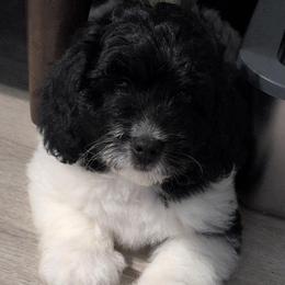Cedar - Black and white male Saint Berdoodle puppy in Garland, Texas from Brewer's Doodles and French Bulldogs