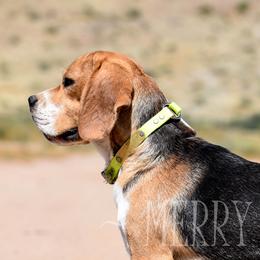 Floyd - Beagle