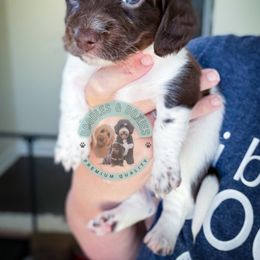 Fishlegs - Piebald male Dachshund puppy in Marion, Ohio from Doodles & Doxies