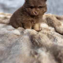 Pomeranian Puppies from Ruby's Sky's Kennels Pomeranian's
