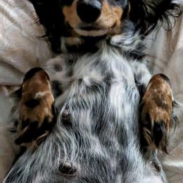 Dachshunds from Hairy Wieners