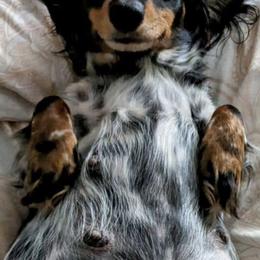 Dachshunds from Hairy Wieners
