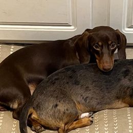 Madie - Dachshund