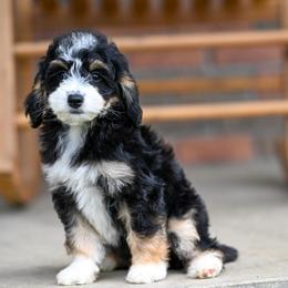 Iggy (socialization program student) - Tri-color female Bernedoodle puppy in Dundee, Ohio from Down Home Doodle