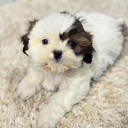 Quinton - Tricolor male Shih Tzu puppy in Bourne, Massachusetts from Shih Tzu Pups