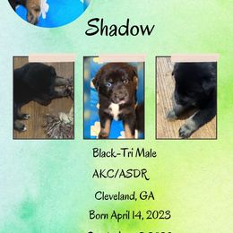 Shadow - Boy 2 - Black & white Australian Shepherd puppy in Cleveland, Georgia from J&L Farm