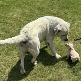 Labrador Retriever Puppies from West Wood Farms