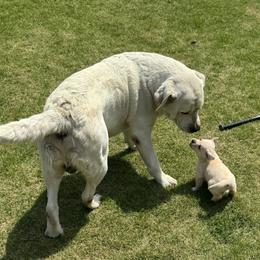 Labrador Retriever Puppies from West Wood Farms