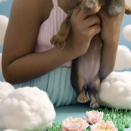 Dachshund Puppies from Sausagedog-NYC