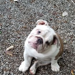 Dolly - English Bulldog