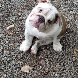 Dolly - English Bulldog