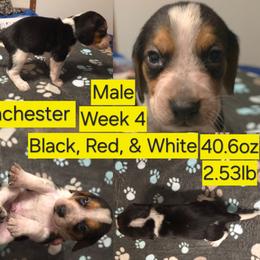 Winchester Yellow Male - Black red and white male Beagle puppy in Bemidji, Minnesota from Nse Farms Beagles