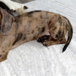 Dachshunds from Haupt Dachshunds