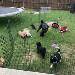 Goldendoodle Puppies from Shades of Grace Doodles in Texas