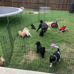 Goldendoodle Puppies from Shades of Grace Doodles in Texas