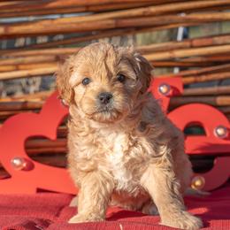 Reba - Apricot female Cavapoo puppy in Searcy, Arkansas from Clark County Cavapoos