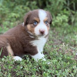 Flint - Red tri male Miniature Australian Shepherd puppy in Natural Dam, Arkansas from Natural State Aussies