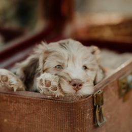 Bernedoodles, Cavapoos, and Sheepadoodles from Arizona Desert Doodles