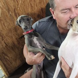 Greyhound and Italian Greyhound Puppies from Supernova Sighthounds