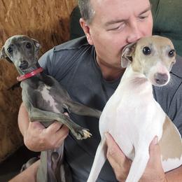 Greyhound and Italian Greyhound Puppies from Supernova Sighthounds