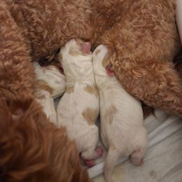 Cavapoo Puppies from Ellas.Pups