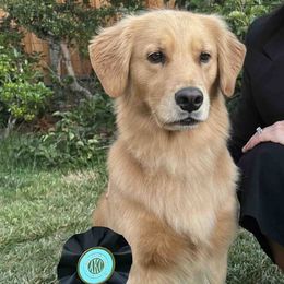 Golden Retrievers from Moxy Goldens