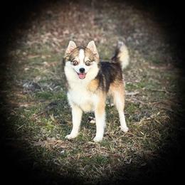 Ariah - Pomsky