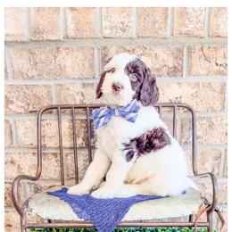 Flint - Brown and white male Bernedoodle puppy in Lake City, Florida from 224 Doodles and Poodles