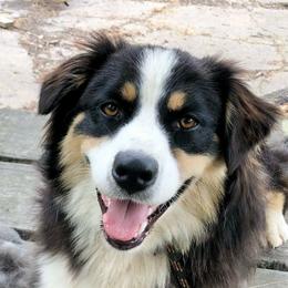 Mimic - Australian Shepherd