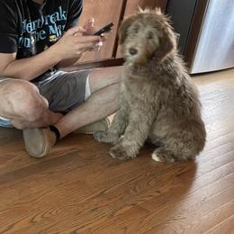 Mordu - Aussiedoodle puppy from Love my doodles/ Aussiedoodle love
