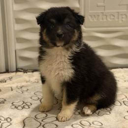 Hershey - Black tri-color female Australian Shepherd puppy in Denton, North Carolina from Double R Farm Aussies