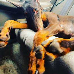Doberman Pinscher Puppies from Franklin Dobermans