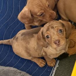 Girl 1 - Dapple female Dachshund puppy in Sunman, Indiana from Whitney’s Weiners