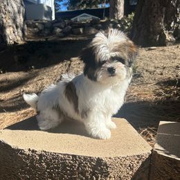 Havanese Puppies from Shadycove K9