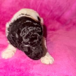 Ruby - Parti female Poodle puppy in Meadowbrook, California from Standard Poodle Pups