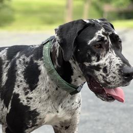 CC - Great Dane