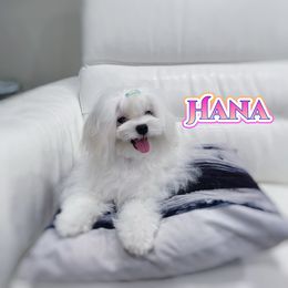 Hana - Maltese