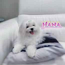 Hana - Maltese