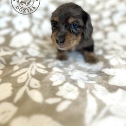 Dachshund Puppies from Dogwood Doxies