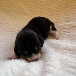 Girl 1 - Blue tan and white female Beagle puppy in Gentry, Arkansas from HC Puppy Ranch