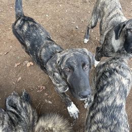 Anatolian Shepherd Dog puppies from Lee Valley Scotties