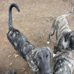Anatolian Shepherd Dog puppies from Lee Valley Scotties