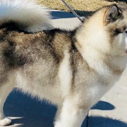 Bravo - Alaskan Malamute