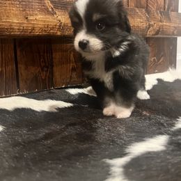 Miniature Australian Shepherd Puppies from Lil Lain Farms