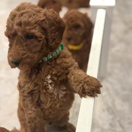 Green Collar - Red  male Poodle puppy in Orange, Connecticut from Shamrock’s Poodles
