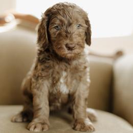 George Straight - Merle male Goldendoodle puppy in Hiddenite, North Carolina from Rose and Reid Doodles