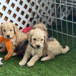 Goldendoodle and Russian Toy Puppies from Nesting Dolls Russian Toys