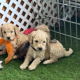 Goldendoodle and Russian Toy Puppies from Nesting Dolls Russian Toys